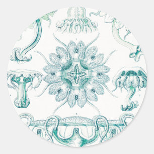 Sticker Rond Méduses, Discomedusae par Ernst Haeckel