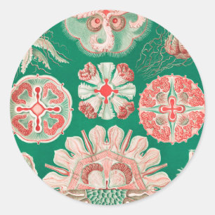 Sticker Rond Méduses, Discomedusae par Ernst Haeckel