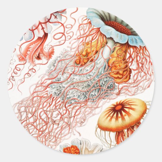Sticker Rond Méduses, Discomedusae par Ernst Haeckel (Devant)
