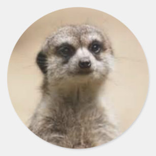 Sticker Rond meerkat
