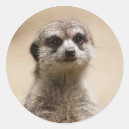 Sticker Rond meerkat (Devant)