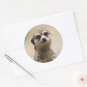 Sticker Rond meerkat (Enveloppe)