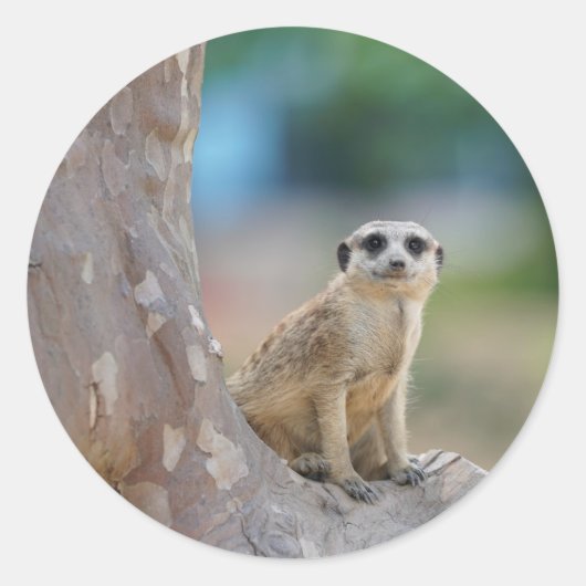 Sticker Rond Meerkat Sat sur arbre (Devant)