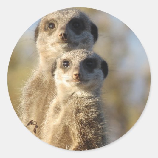 Sticker Rond Meerkats (Devant)