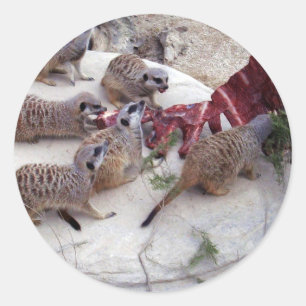 Sticker Rond Meerkats Carnivores Avec Des Crevettes Pour Thé,