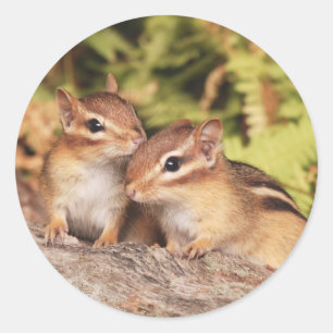 Sticker Rond Meilleurs amis Baby Chipmunks