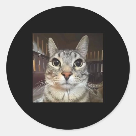 Sticker Rond Mème de chat à mât à mâcher (Devant)