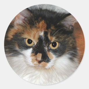 Sticker Rond MeMeow