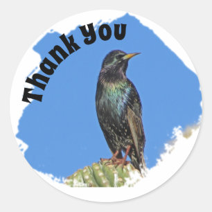 Sticker Rond Merci Starling et Cactus Appréciation
