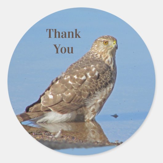Sticker Rond Merci Young Hawk Beau Raptor Oiseau sauvage (Devant)