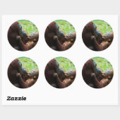 Sticker Rond Mère orang-outan et bébé (Feuille)