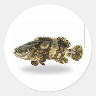 Sticker Rond Mérou tacheté majestueux - Poisson de récif corall