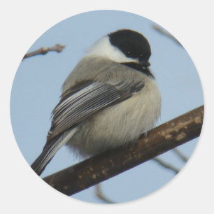 Sticker Rond Mésange à tête noire B21
