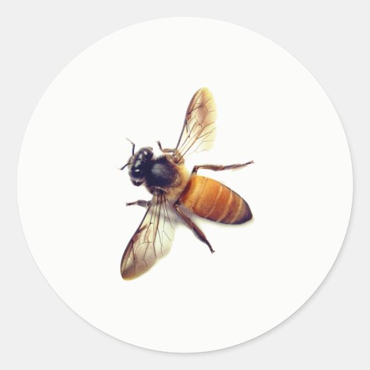 Sticker Rond Miel Bee (Devant)