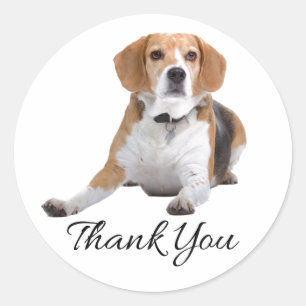 Sticker Rond Mignon Chien Beagle Amoureux Maman Papa Chiot Merc