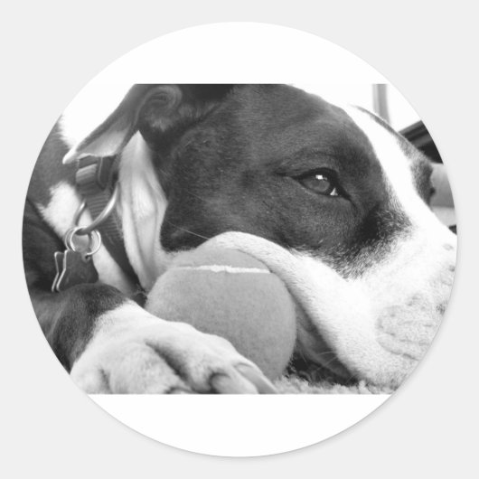 Sticker Rond mignon chien pitbulle à l'air triste noir blanc av (Devant)