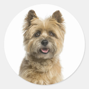 Sticker Rond Mignonne Chien Chien Maman Cairn Terrier