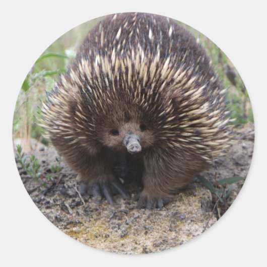 Sticker Rond Mignonne Echidna d'Australie (Devant)