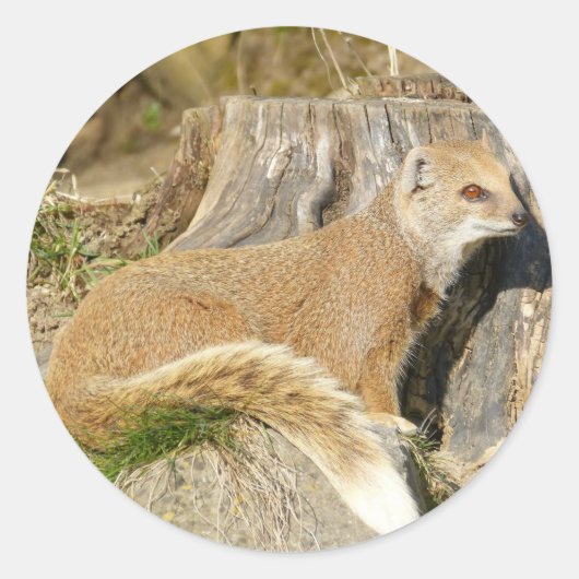 Sticker Rond Mignonne Mongolie (Devant)