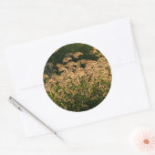 Sticker Rond Millet sauvage (Panicum Sp.) Croissance Dans Les Z (Enveloppe)