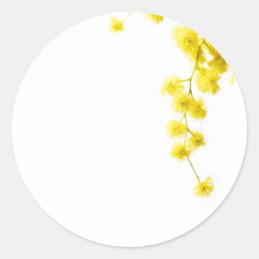 Sticker Rond Mimosa (Devant)