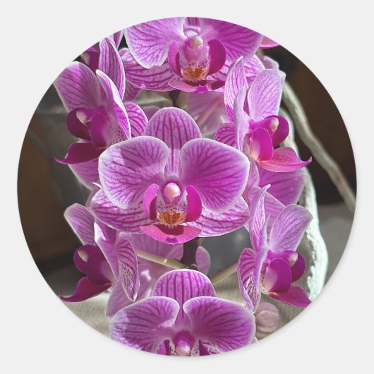 Sticker Rond Mini Phalaenopsis Sogo Vivien Orchidée violet (Devant)
