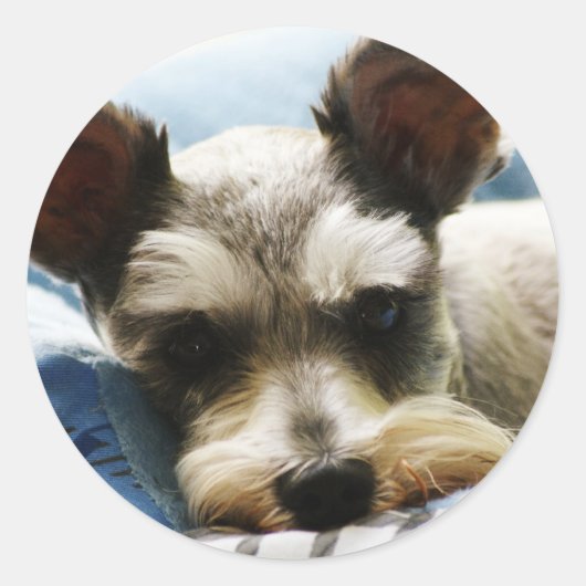 Sticker Rond Mini Schnauzer (Devant)