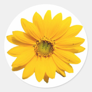 Sticker Rond Mini tournesol Jaune - Fleur de tournesol minuscul