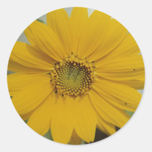 Sticker Rond Mini tournesol Jaune - Fleur de tournesol minuscul