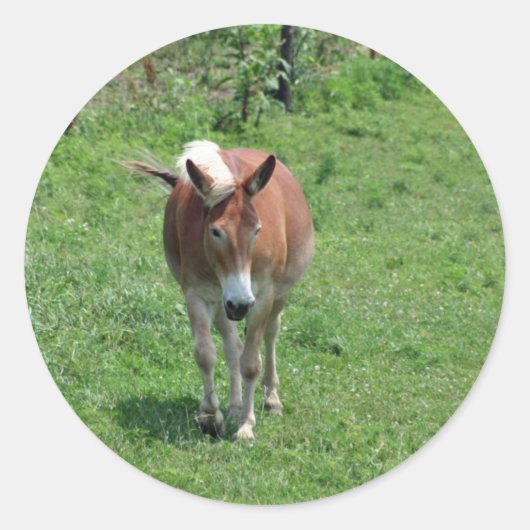 Sticker Rond MIssouri Mule (Devant)