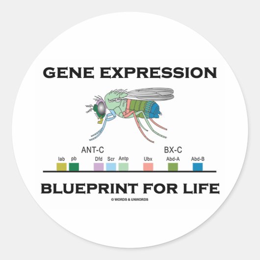 Sticker Rond Modèle D'Expression Génétique Pour Les Gènes Homéo (Devant)