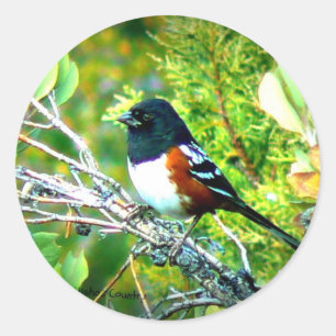 Sticker Rond Moineau dégrossi Rufous de Towhee