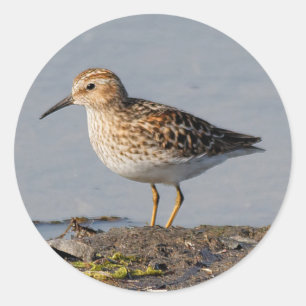 Sticker Rond Moins de bécasseau à basse marée