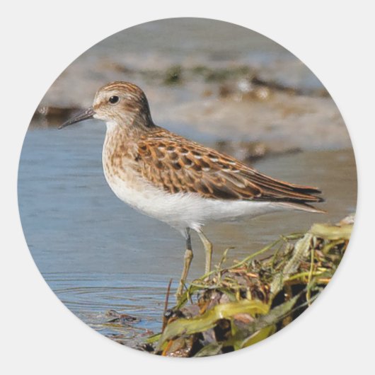 Sticker Rond Moins de Sandpiper sur les boudflats (Devant)