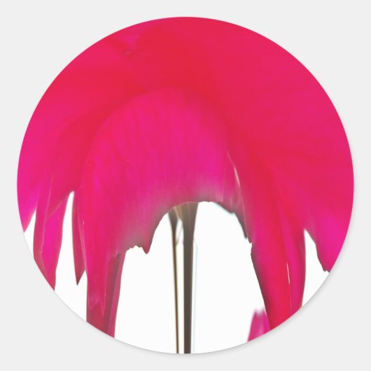 Sticker Rond Moment capturé : Une Élégance Pétale Rose Rouge (Devant)