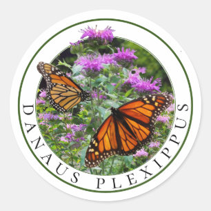 Sticker Rond Monarch Butterflies et Bee Balm Monarda