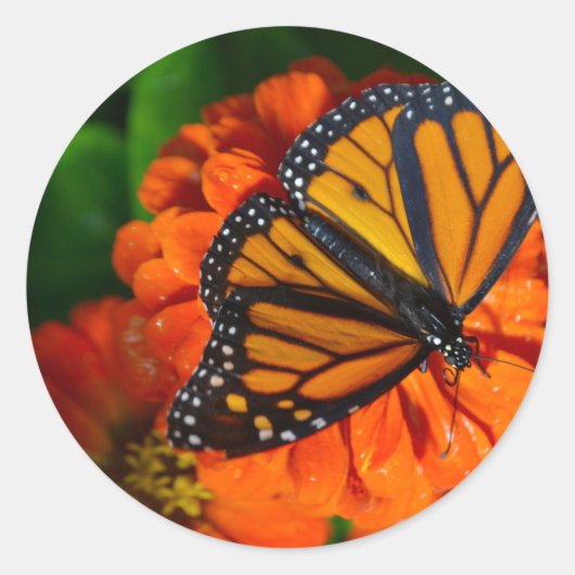 Sticker Rond Monarque (Devant)