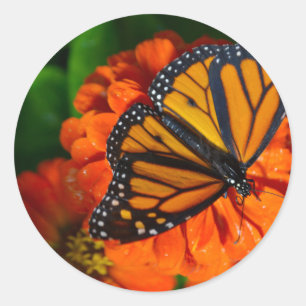 Sticker Rond Monarque