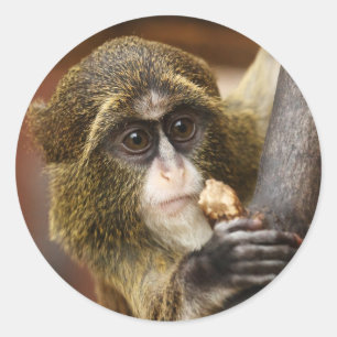 Sticker Rond Monkey