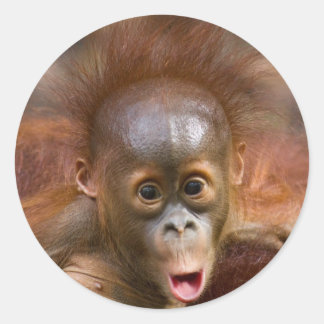 Sticker Rond Monkey business 1