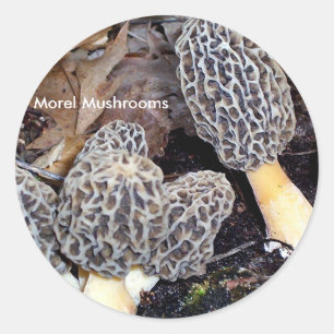Sticker Rond Morels Gris, Champignons Morel