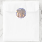 Sticker Rond Morne d'ours polaire 2 (Sac)