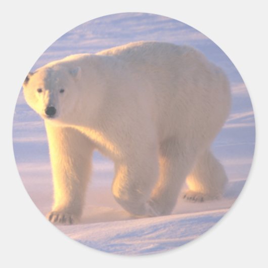 Sticker Rond Morne d'ours polaire 2 (Devant)