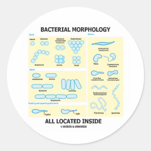Sticker Rond Morphologie bactérienne Toutes Situées À L'Intérie