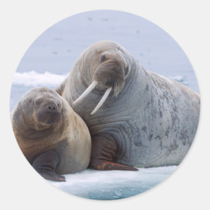 Sticker Rond Morse femelle et son petit reposent sur une banqui