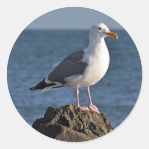 Sticker Rond Mouette blanche et océan