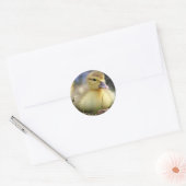 Sticker Rond Mousseux canard (Enveloppe)