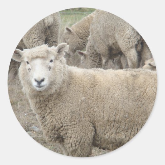 Sticker Rond Mouton curieux (Devant)