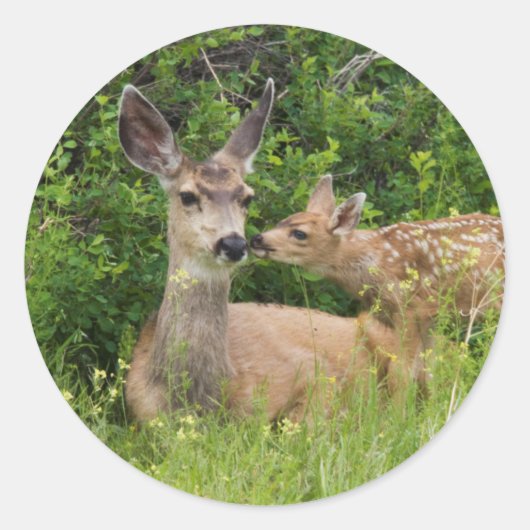 Sticker Rond Mule Deer Doe avec Fawn (Devant)
