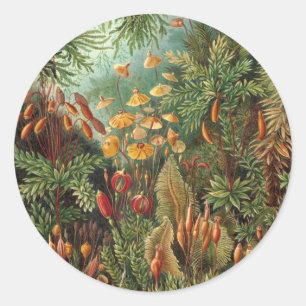 Sticker Rond Muscinae vintage, plantes de mousse par Ernst Haec